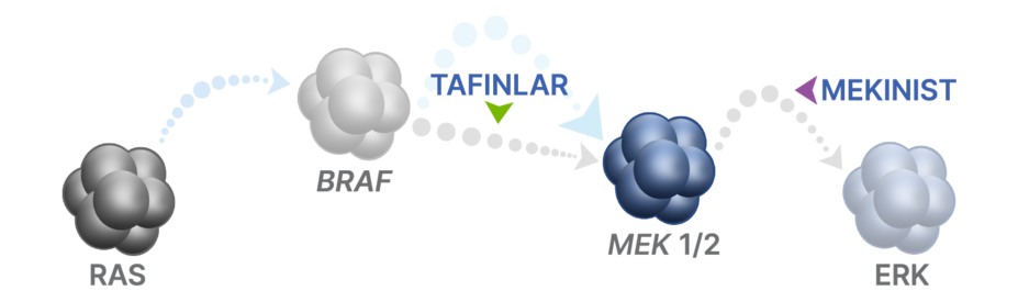 TAFINLAR + MEKINIST mechanism of action